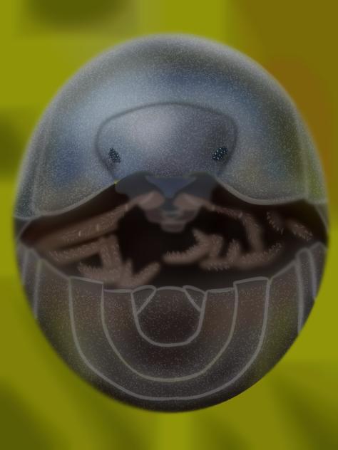 isopod