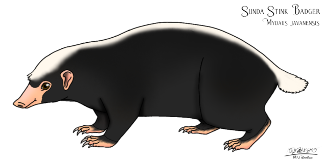 Sunda Stink Badger