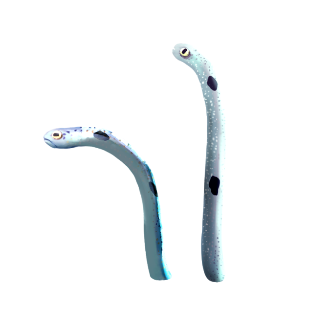 チンアナゴたん