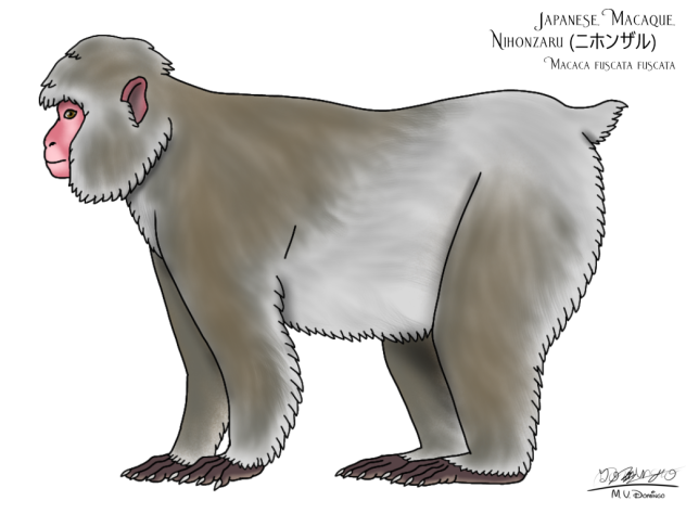 Japanese Macaque refix