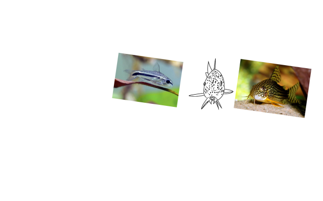 lazy draw