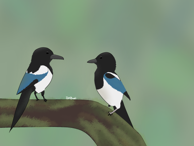 Magpies