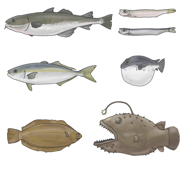 冬の魚