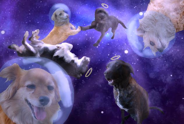 my dogs.