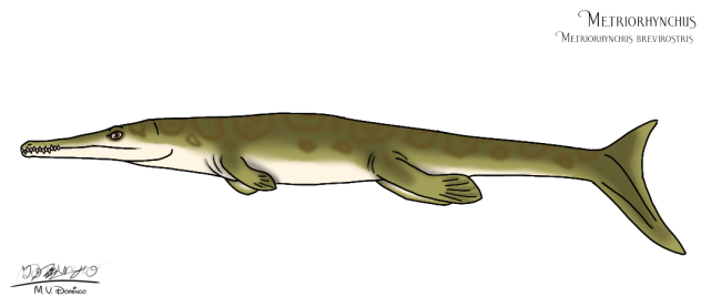 Metriorhynchus brevirostris