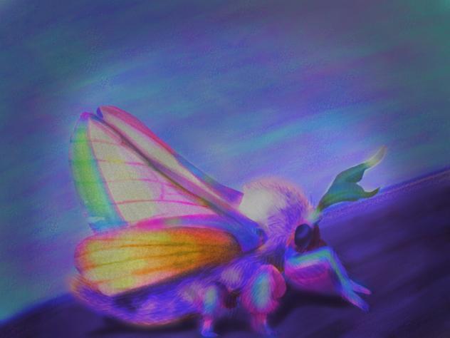 dreamy moth