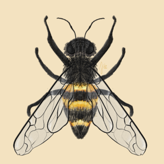 🐝 bee - ibisPaint