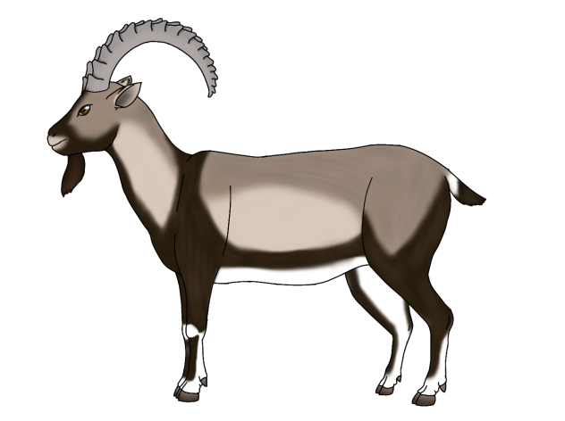 Bezoar Ibex