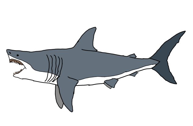 Megalodon