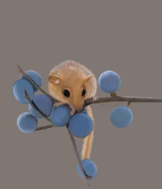 Blueberry mouse