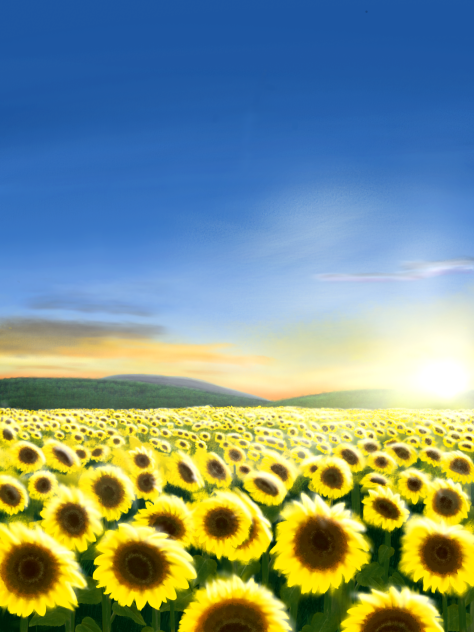 summer- sunflowers