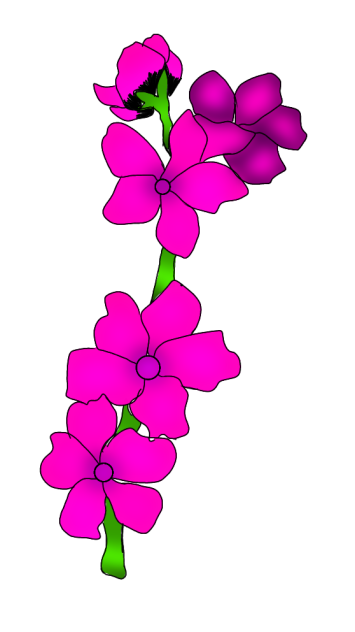 Blossom flower🌸