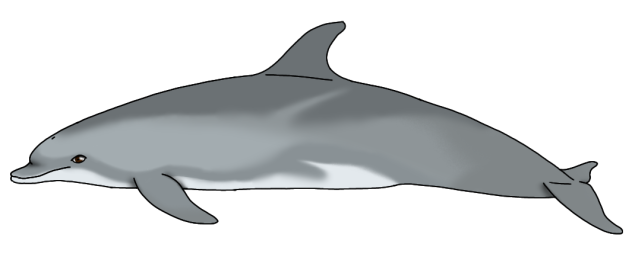 Common Bottlenose Dolphin (2023) render