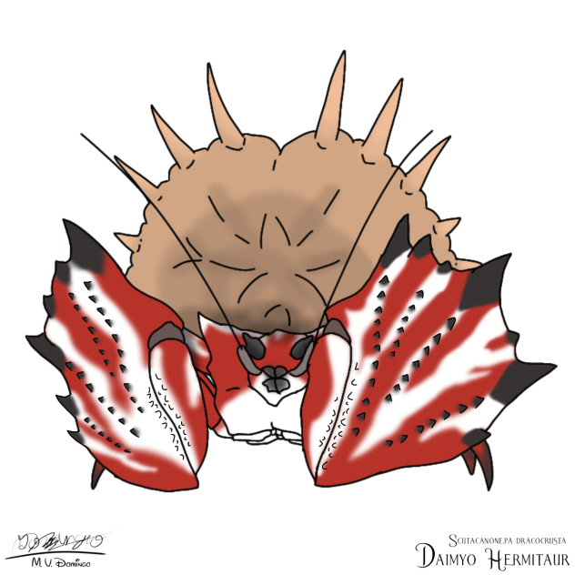 Daimyo Hermitaur