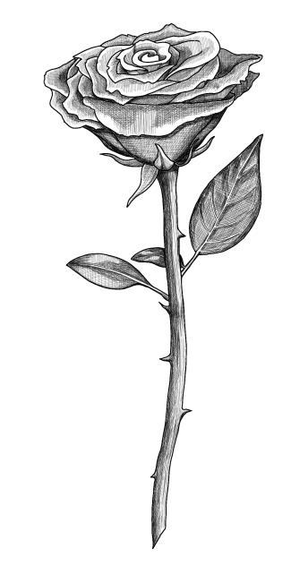 Rose Flower 1b