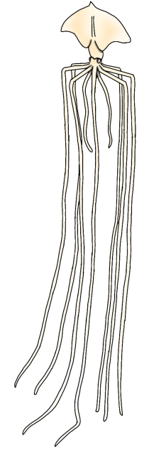 Pacific Bigfin Squid render