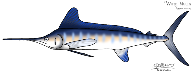 White Marlin