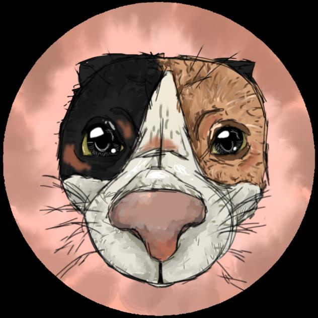 Fisheye practice