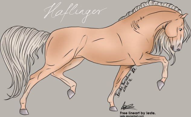 Haflinger