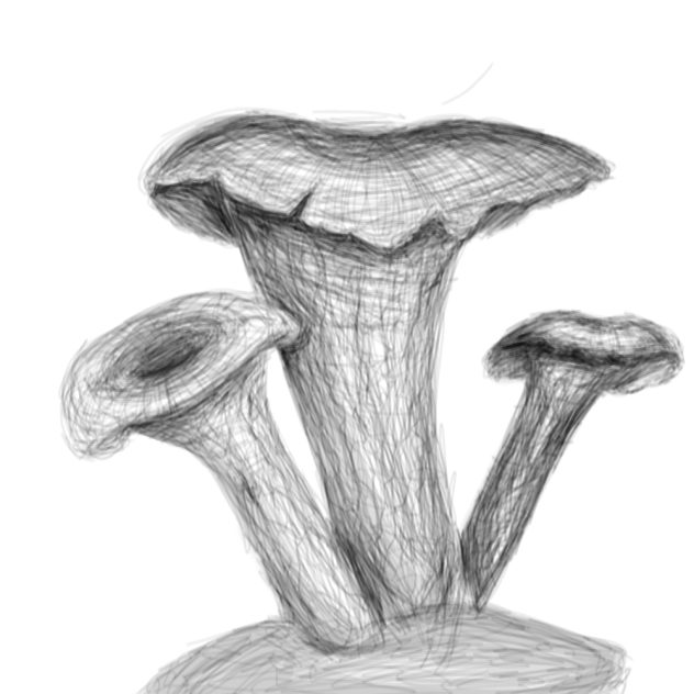 Black trumpet mushrooms