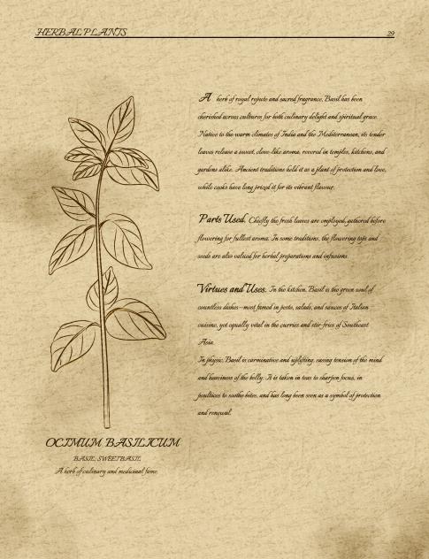 Herbs Series Basil