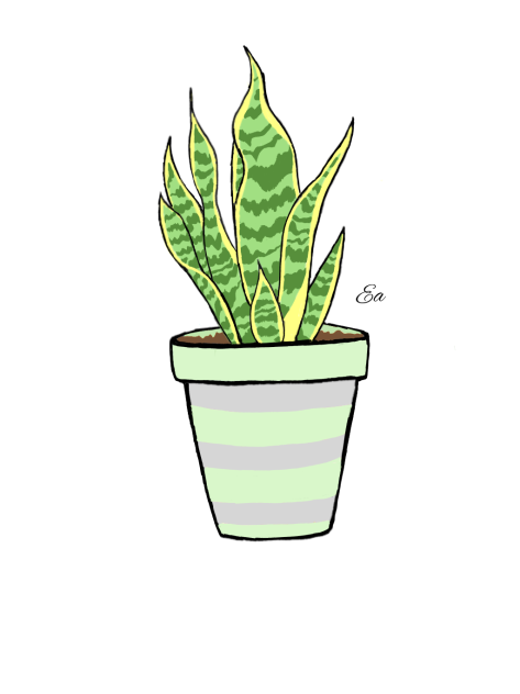 Snake plant