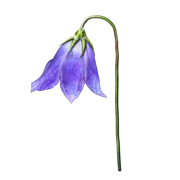 Harebell