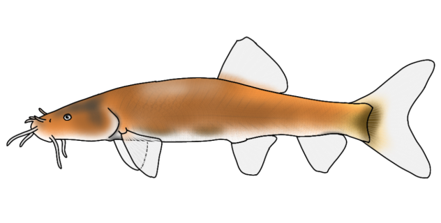 Troglonectes calinensis render