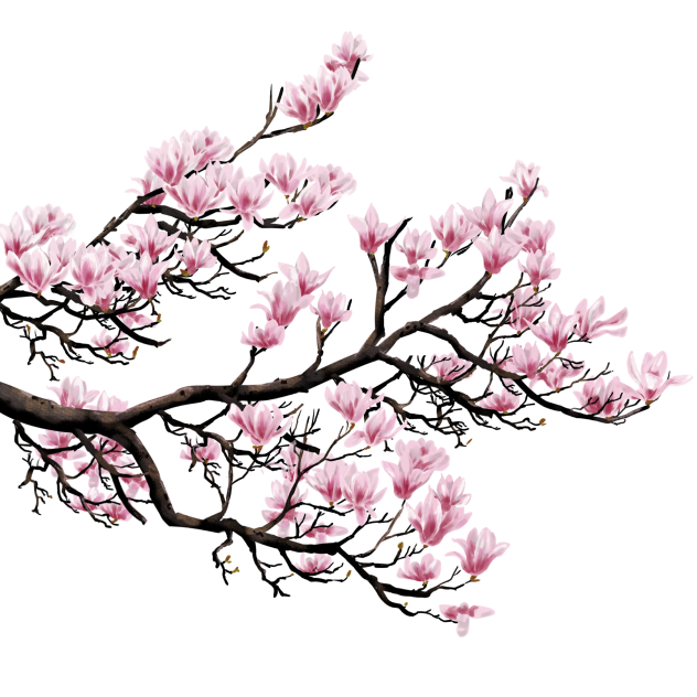 木蓮_透過