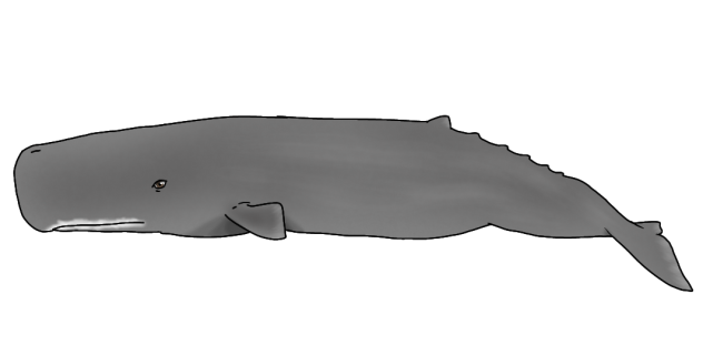 Sperm Whale - Cachalot2