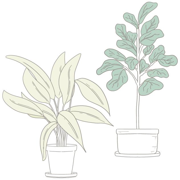 Tall Indoor Plant III