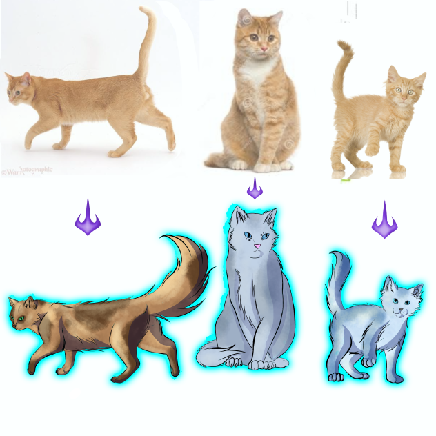 how to draw cats