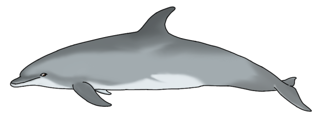 Common bottlenose dolphin