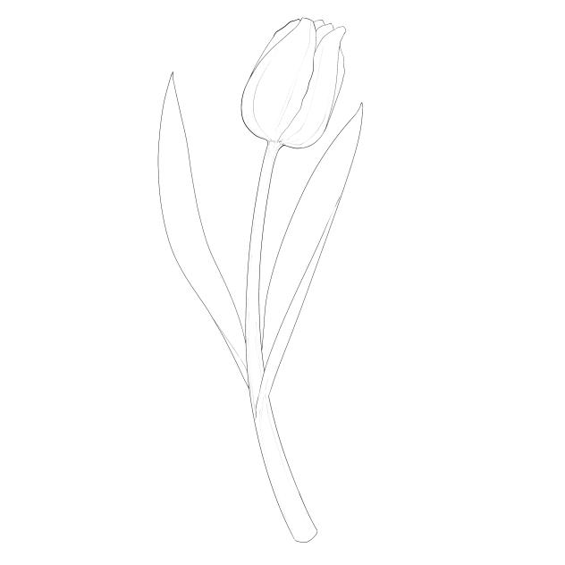 tulip