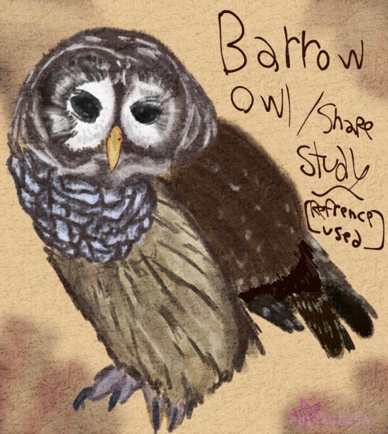 Barrow Owl Shape Study
