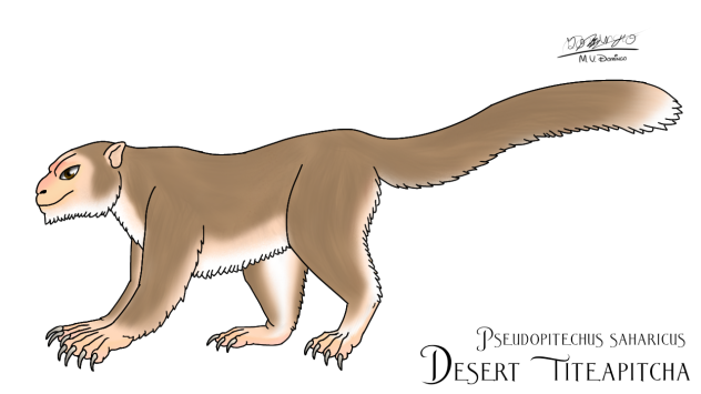 Desert Titeapitcha Male