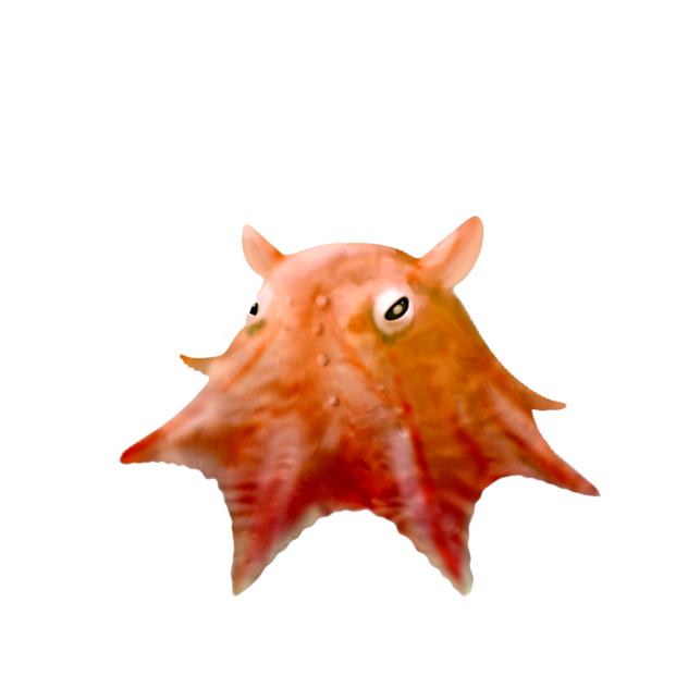 メンダコ