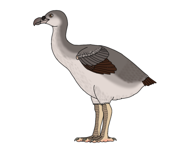 Rodrigues Solitaire male2