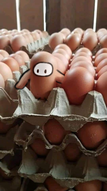egg  gays