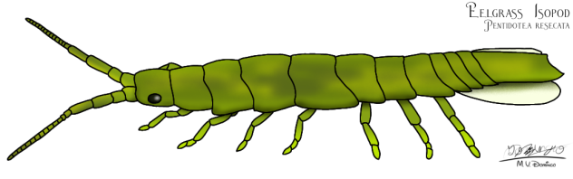 Eelgrass Isopod