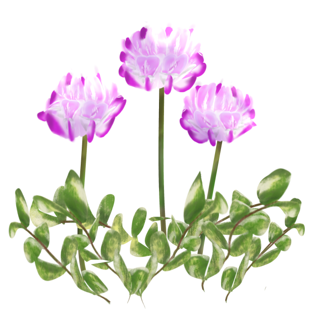 蓮華