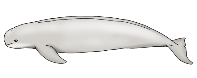 Indo-Pacific Finless Porpoise (adult)2