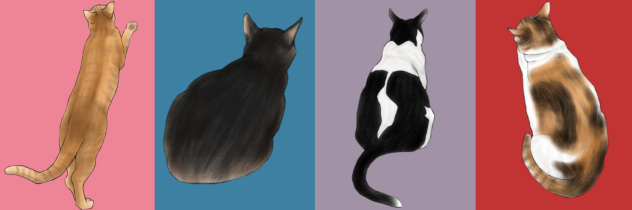 猫の後ろ姿