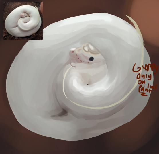 Albino python