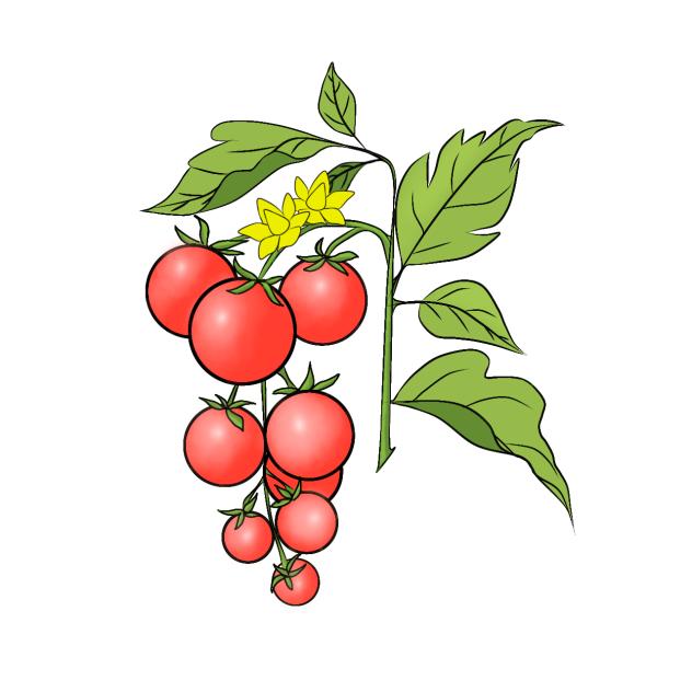 Plant Tomato Red Sticker 1