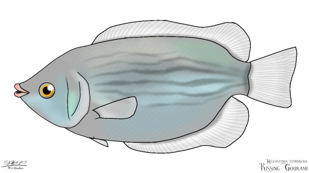 Kissing Gourami