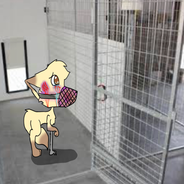 kennel