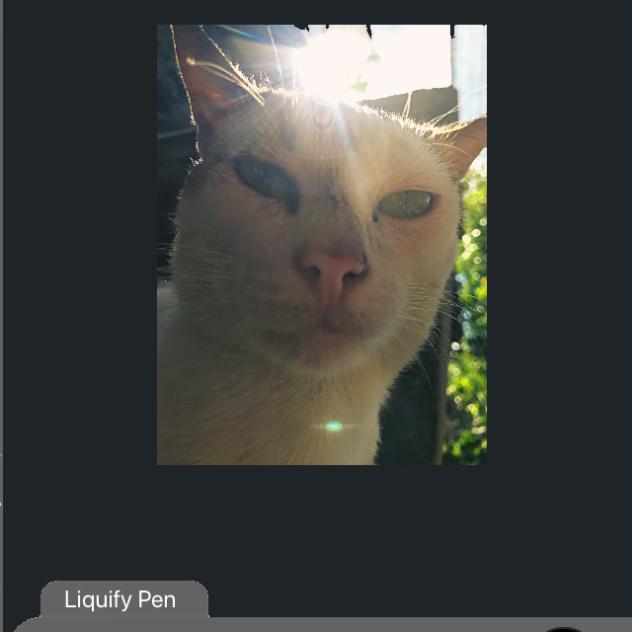 Animating Perla my cat ^^