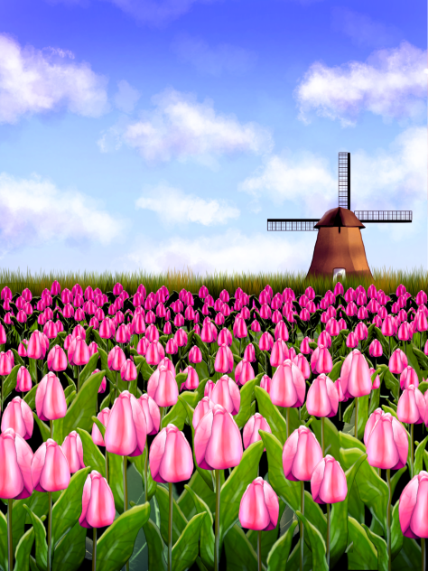Tulip field (morning)
