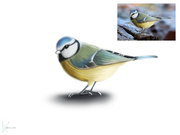 bird sketch